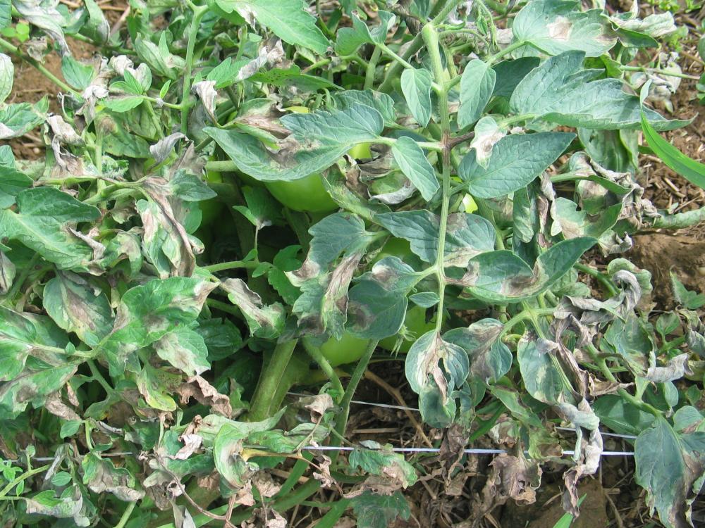 Late Blight Management in Tomato with Resistant Varieties